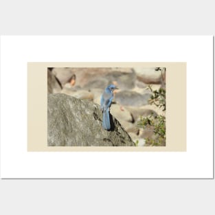 California scrub jay, birds, wildlife, gifts, nature, Graceful Blue Posters and Art